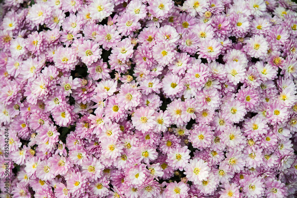 Obraz premium Chrysanthemenblüten
