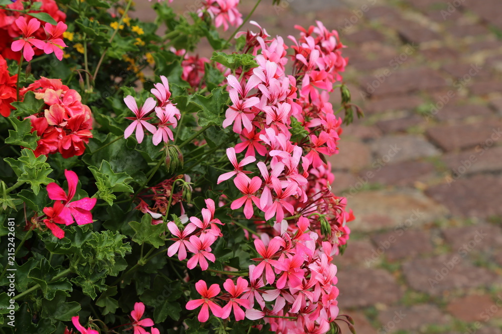 Fototapeta premium Geranium - beautiful balcony flowers