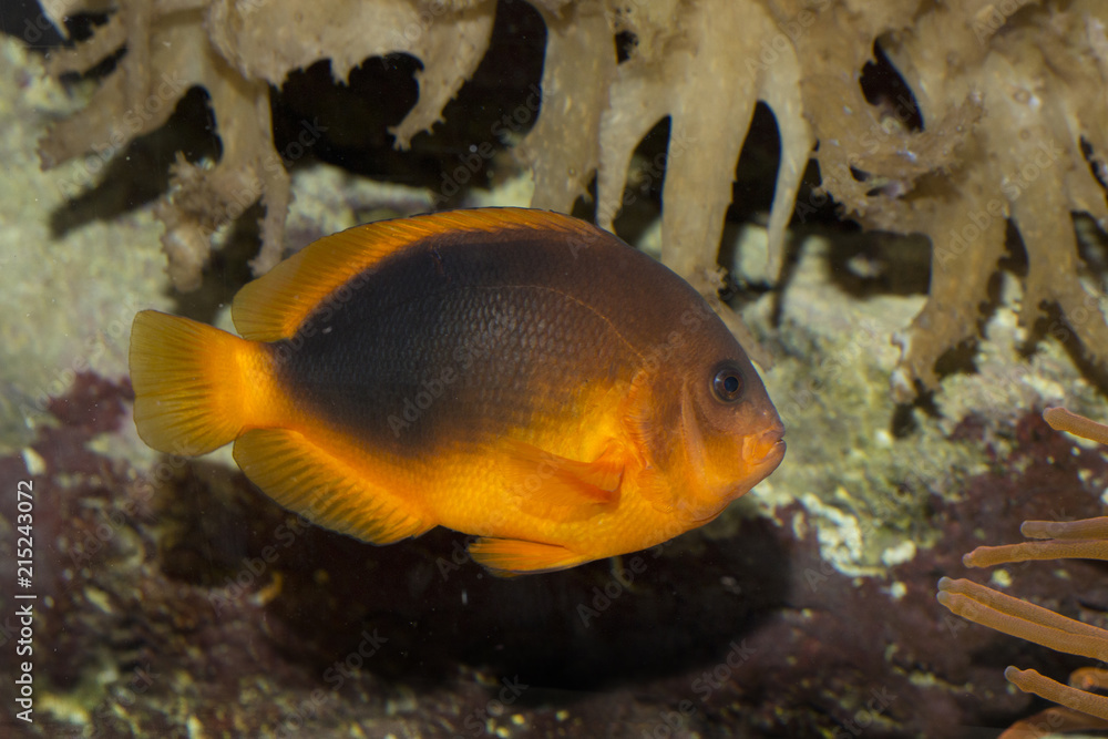 Saddle anemonefish. (Amphiprion ephippium). Saddle anemonefish. (Amphiprion ephippium).