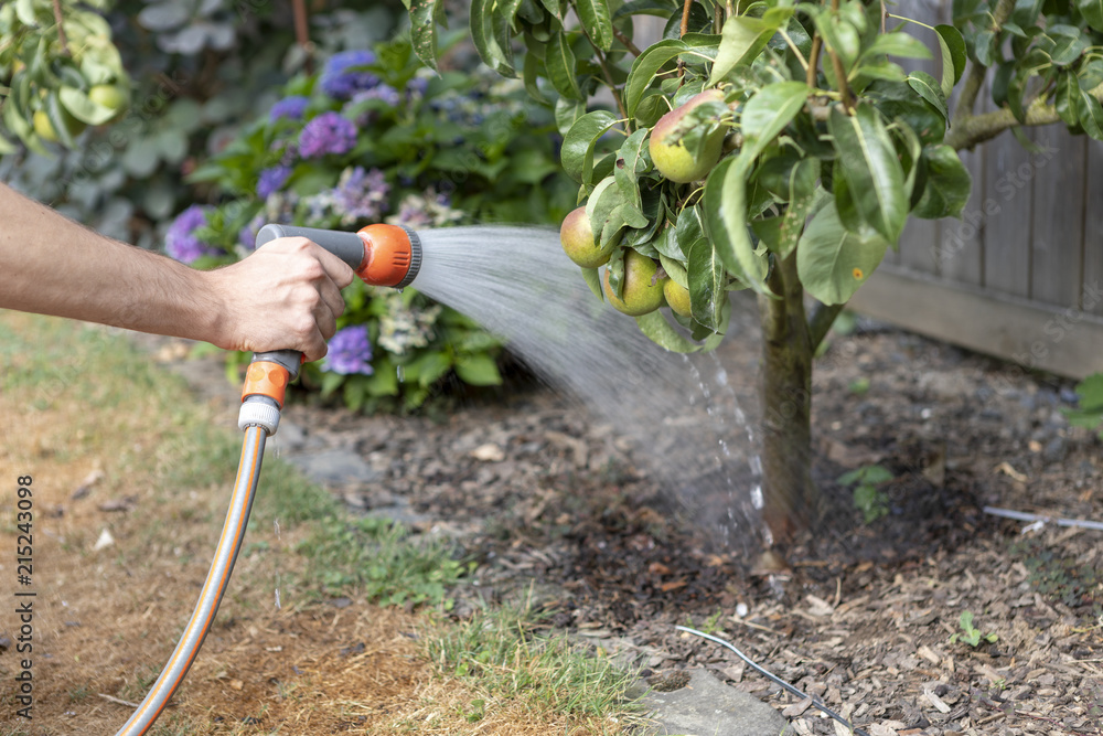 Fototapeta premium Birnbaum wässern Gartenarbeit