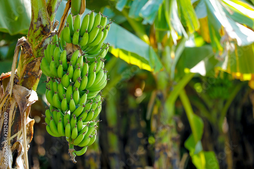 green banana field