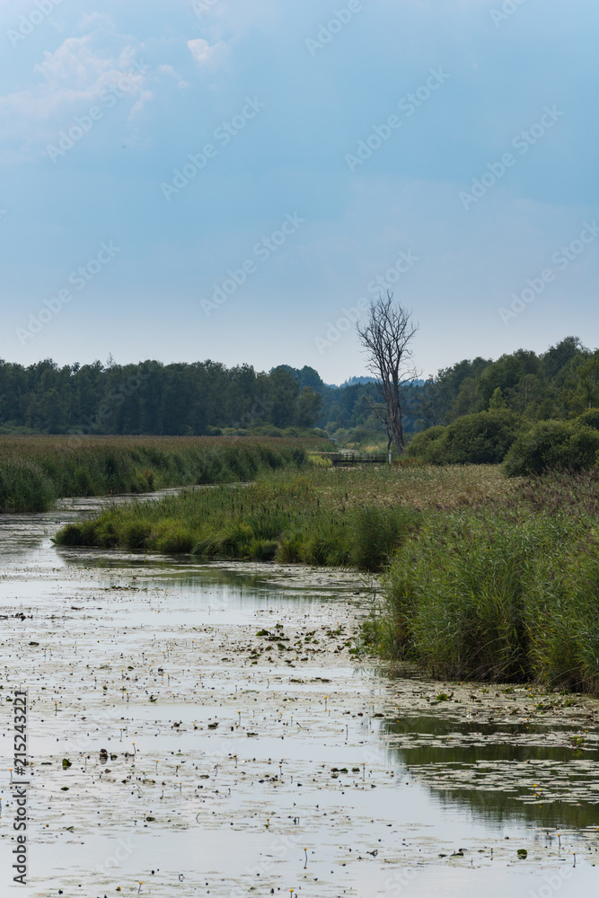 Federsee, Ried in Bad Buchau