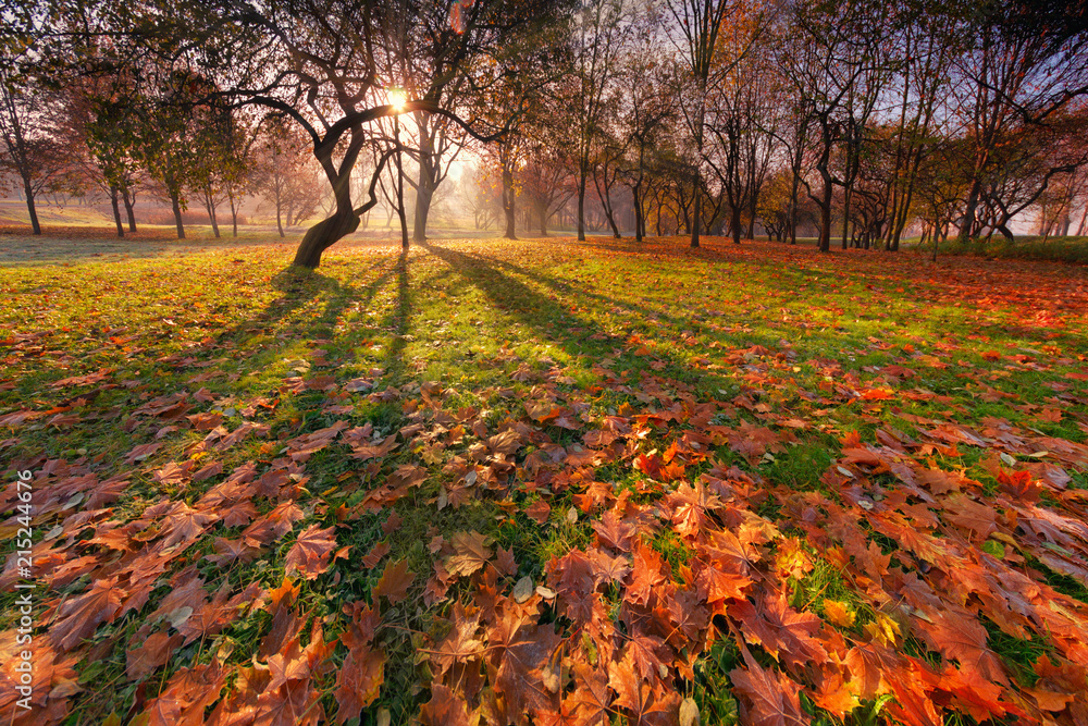Autumn Sunny Park Landscape With Beautiful Curved Silhouette Of Tree,Shadows On The Ground And A Lot Of Red And Yellow Falling Maple Leaves In The Foreground.Colorful Autumn Leaves On The Green Grass