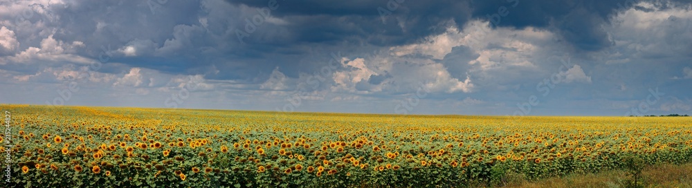 yellow field of sunflowers at dawn with spectacular sky. yellow field of sunflowers at dawn with spectacular sky.