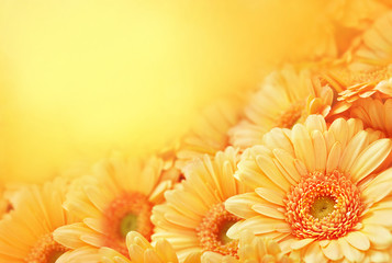 Handdoek met foto Gerbera Zomerse gerbera op oranje achtergrond  © ulada