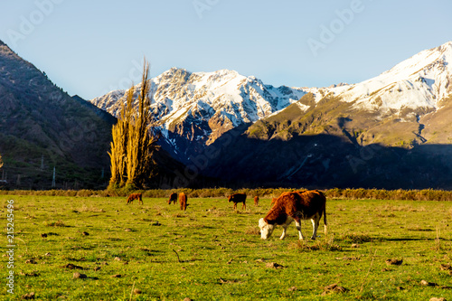 Argentine Chilean Patagonian landscape with freely grazing cows near a river. Group of cows in sunset.