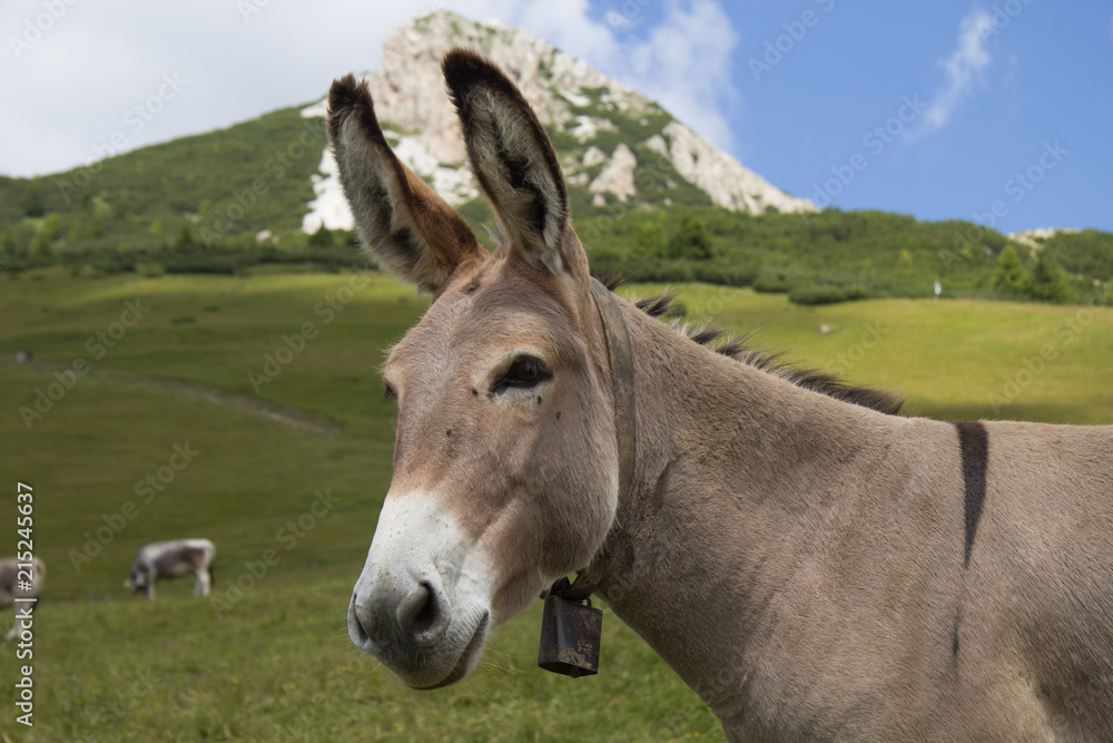 asino al pascolo