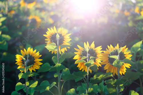 sunflower head turned toward the sun in the morning. photo