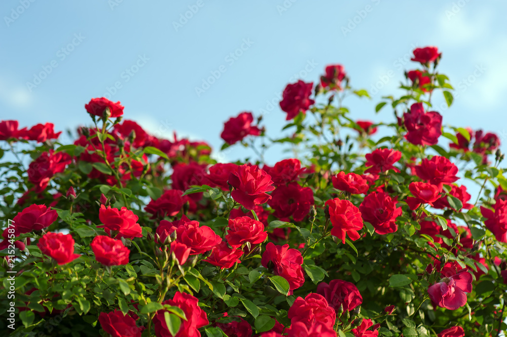 Red roses with buds on a background of a green bush. Bush of red roses is blooming in the background of a blue sky with clouds.