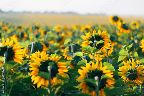 sunflower head turned toward the sun in the morning. photo