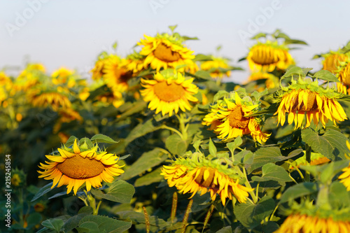 yellow field of sunflowers at dawn with spectacular sky.