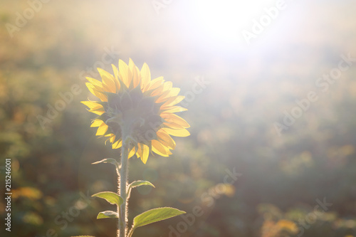 sunflower head turned toward the sun in the morning.