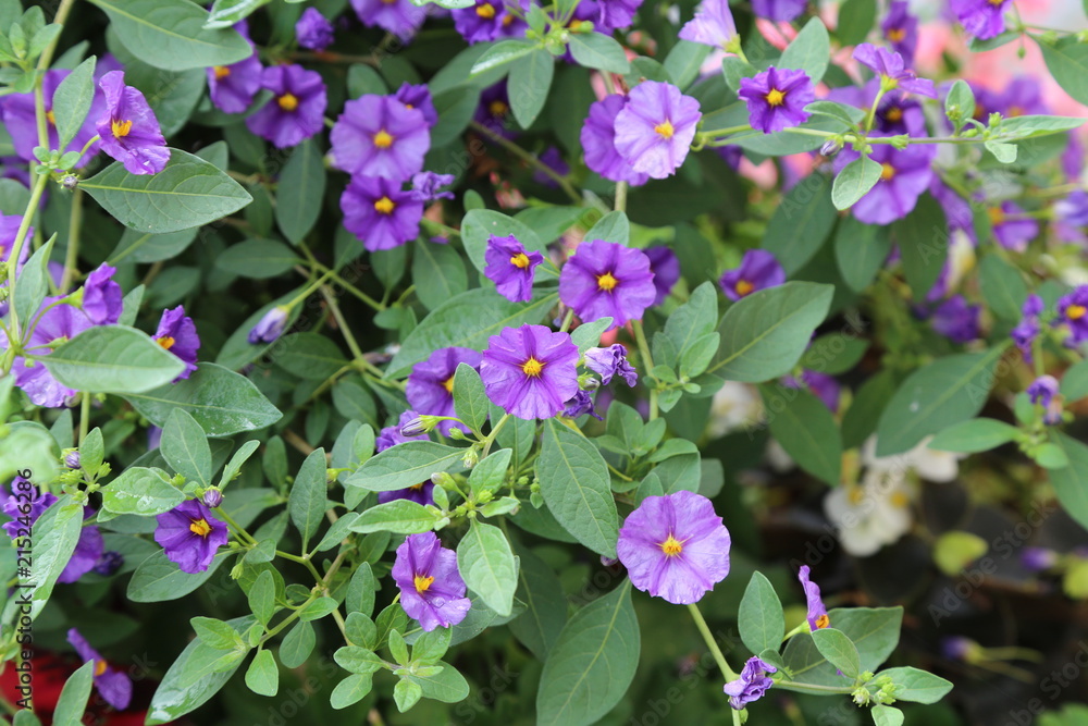 Purple flowers in the garden Purple flowers in the garden