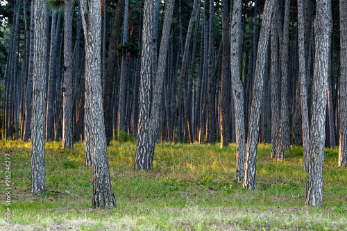 trunks of a pine forest in the morning sun.