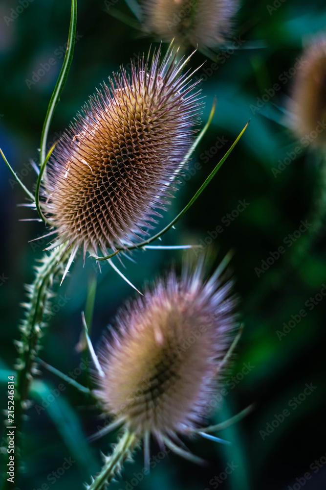 prickly cones of dried flowers on a green background