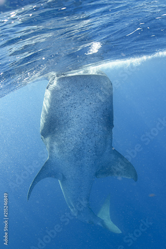 Whale Shark Swimming and Feeding on Ocean Surace in Isla Mujeres, Mexico photo