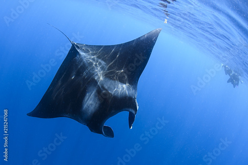 Giant Manta Rays Swimming and Feeding on Ocean Surface of Isla Mujeres, Mexico