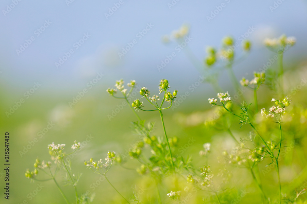 green Coriander field