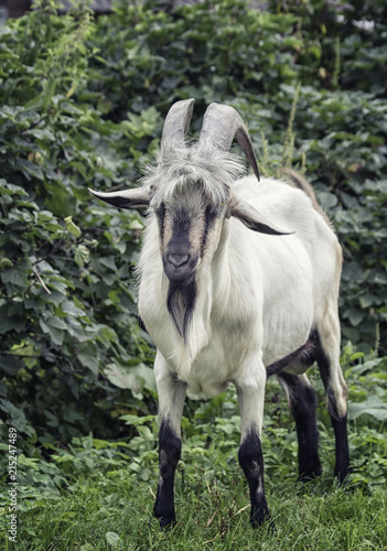 Adult male goat with horns