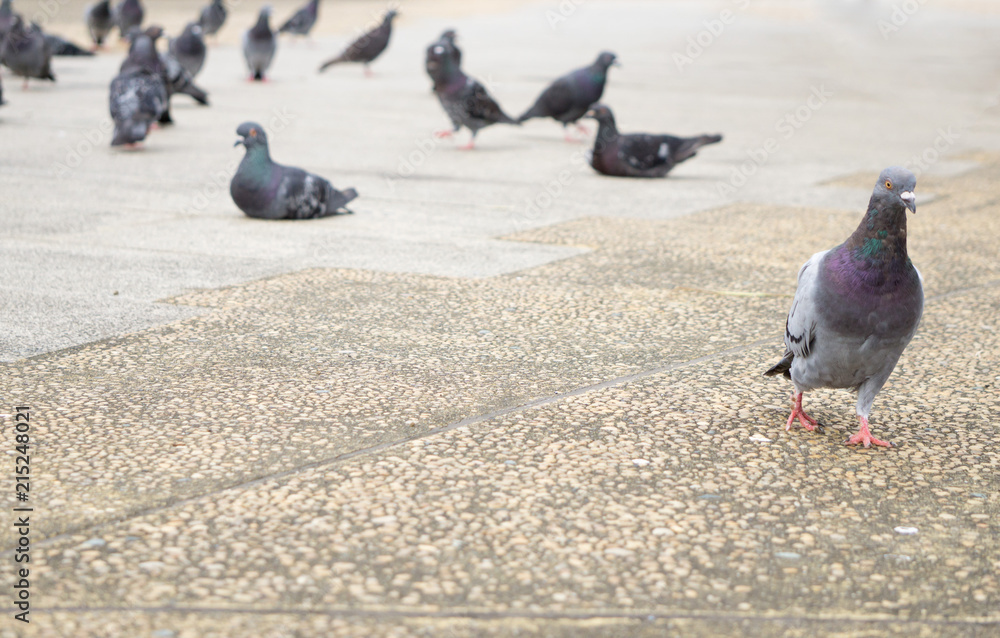 Obraz premium 鳩の群れ
