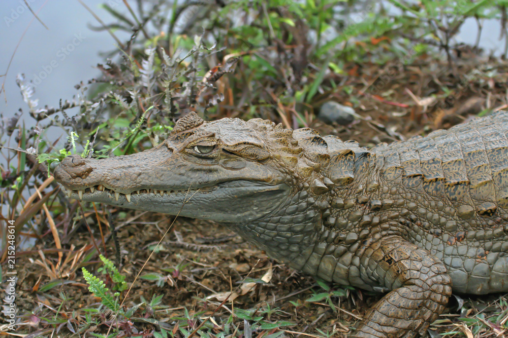 Portrait of spectacled caiman (Caiman crocodilus) Portrait of spectacled caiman (Caiman crocodilus)