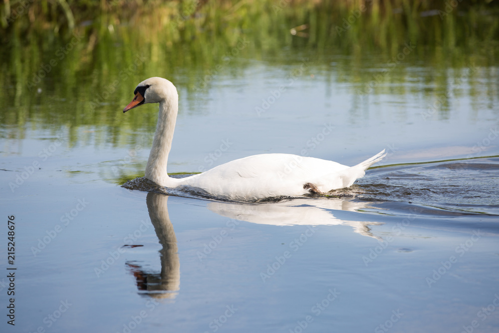 Obraz premium Schwan