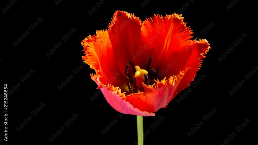 Timelapse of red tulip flower blooming on black background Timelapse of red tulip flower blooming on black background