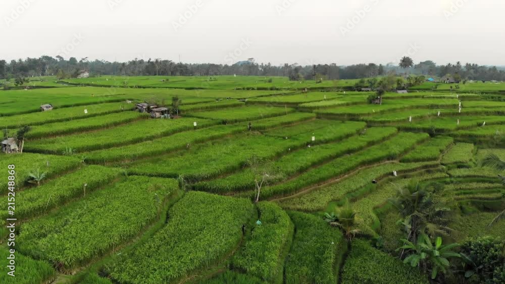 Aerial flight over some traditional rice terraces of Ubud, Bali, Indonesia Aerial flight over some traditional rice terraces of Ubud, Bali, Indonesia