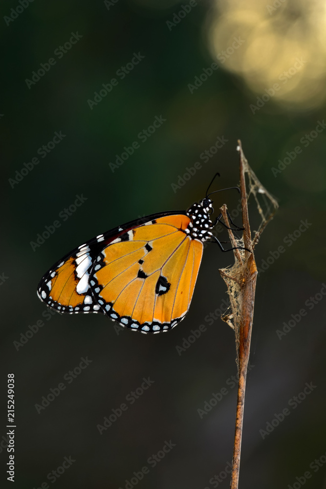 Obraz premium Closeup beautiful butterfly .Danaus chrysippus & flower in the garden.