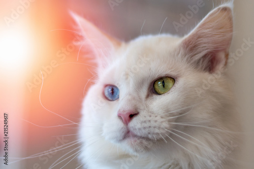 Closeup portrait of cute white fur two different eyes colors of blue and yellow mixed Maine Coon and persian cat, domestic pet.