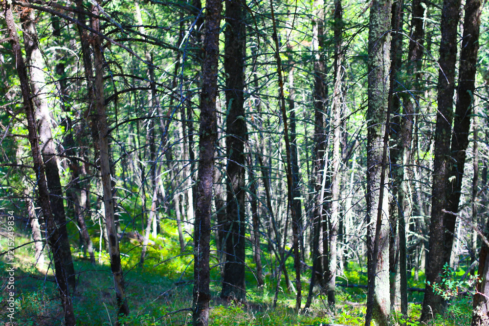 Fototapeta premium Wood