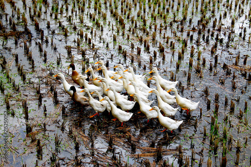 Obraz na plátně Group of ducks in ricefield Bali, Indonesia