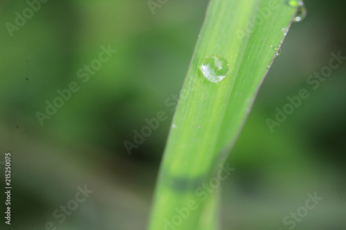Close up water drop on green leaf