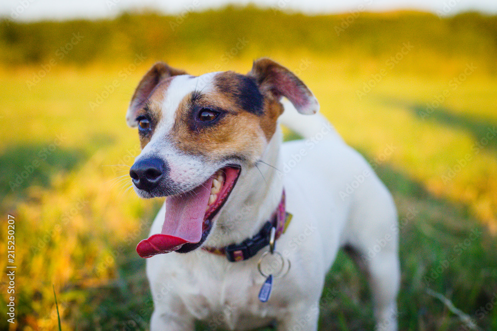 A small white dog jack russell terrier running on meadow in the rays of the setting sun.