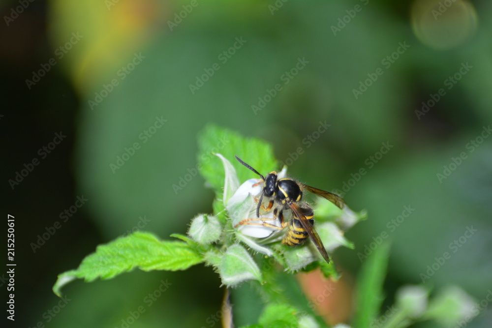 Wespe auf Blüte im Garten mit Textfreiraum Wespe auf Blüte im Garten mit Textfreiraum