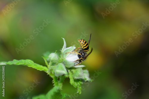 Wespe auf weißer Blüte in grüner Natur mit viel Textfreiraum © Claudia Evans 