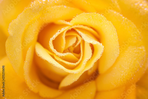 Yellow rose with drops of dew closeup  background_