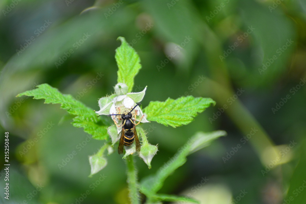 Wespe auf Blüte in grüner Natur Wespe auf Blüte in grüner Natur