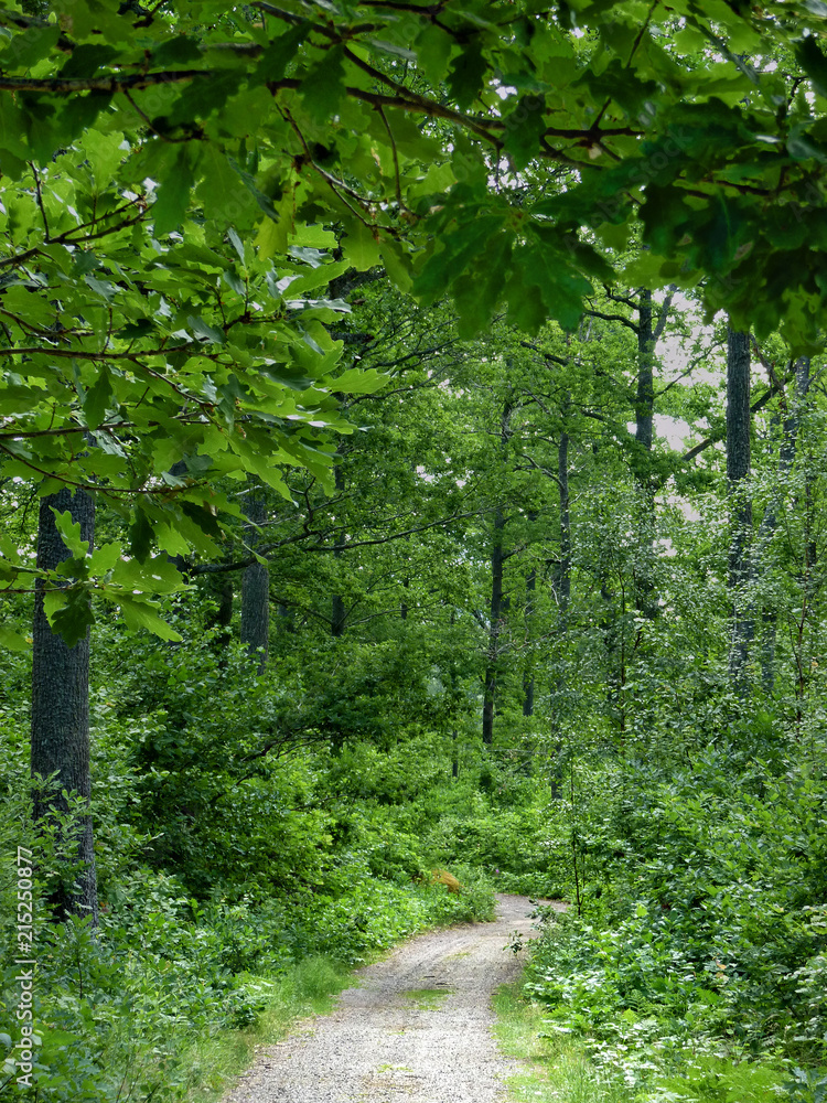 Obraz premium forest path