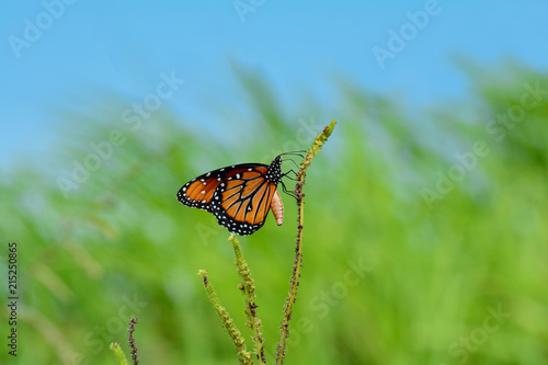 Monarch Butterfly