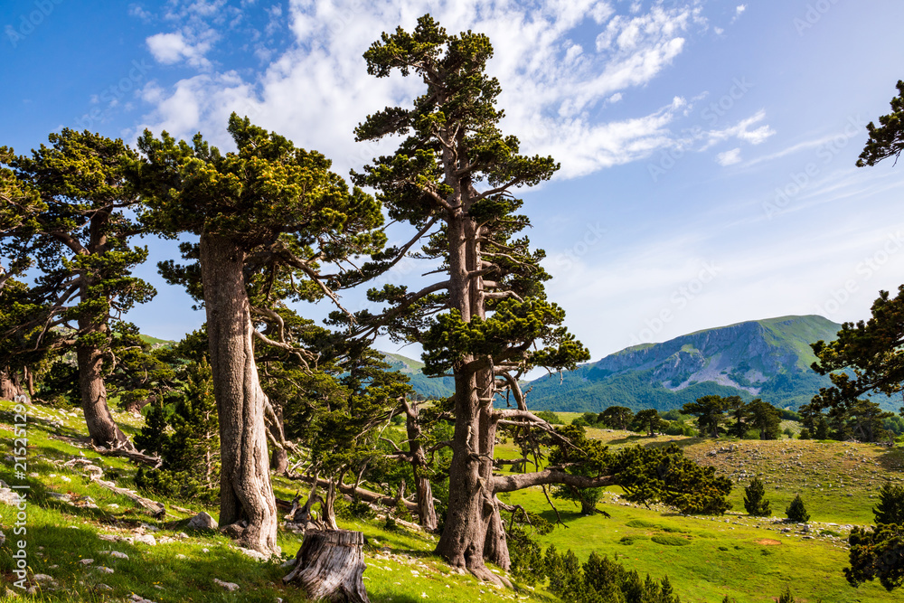 Fototapeta premium Loricato pine in the Pollino national park