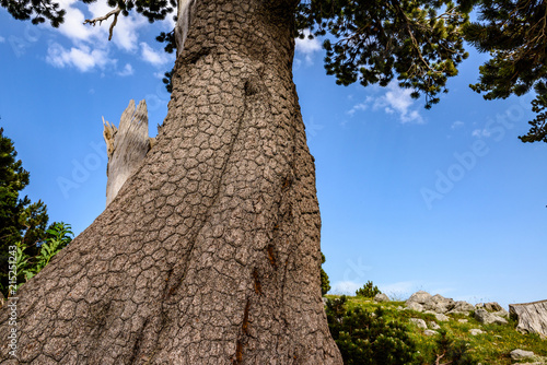 Loricato pine in the Pollino national park photo