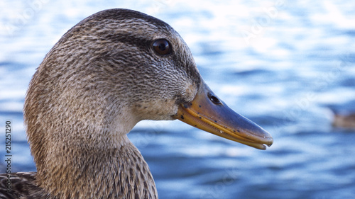 funny mallard duck on the bank