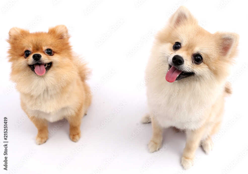 Pomeranian dog with white backdrop. Pomeranian dog with white backdrop.