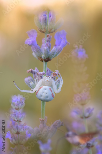 Ragno sulla lavanda photo