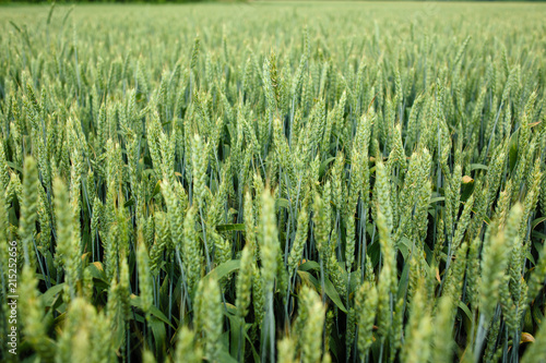 Young wheat field