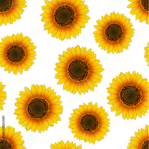 Orange Yellow Sunflower Seamless on White Background.