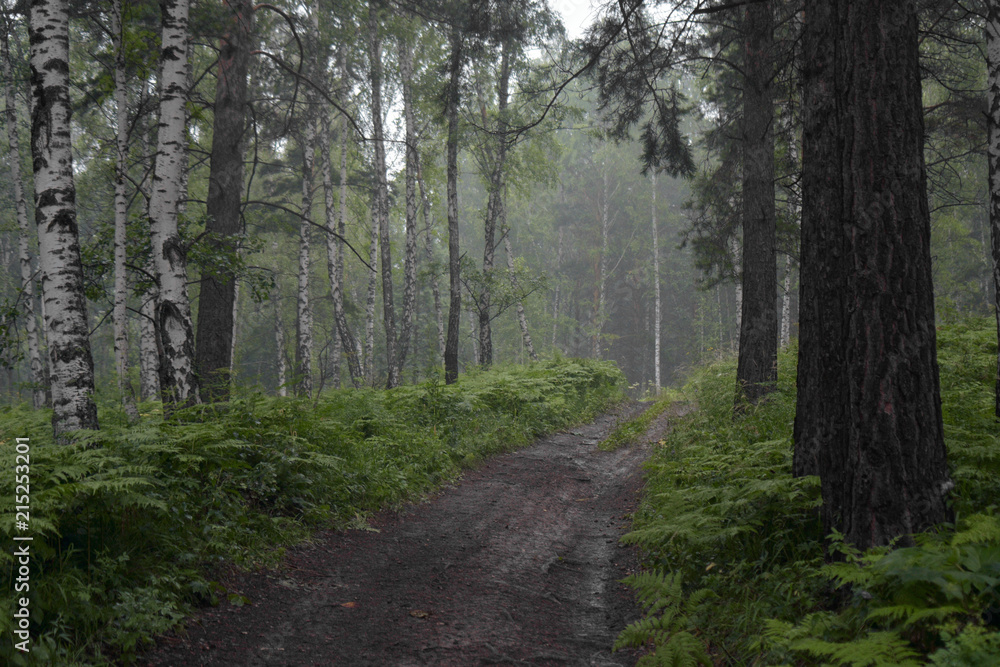 Fototapeta premium smog forest