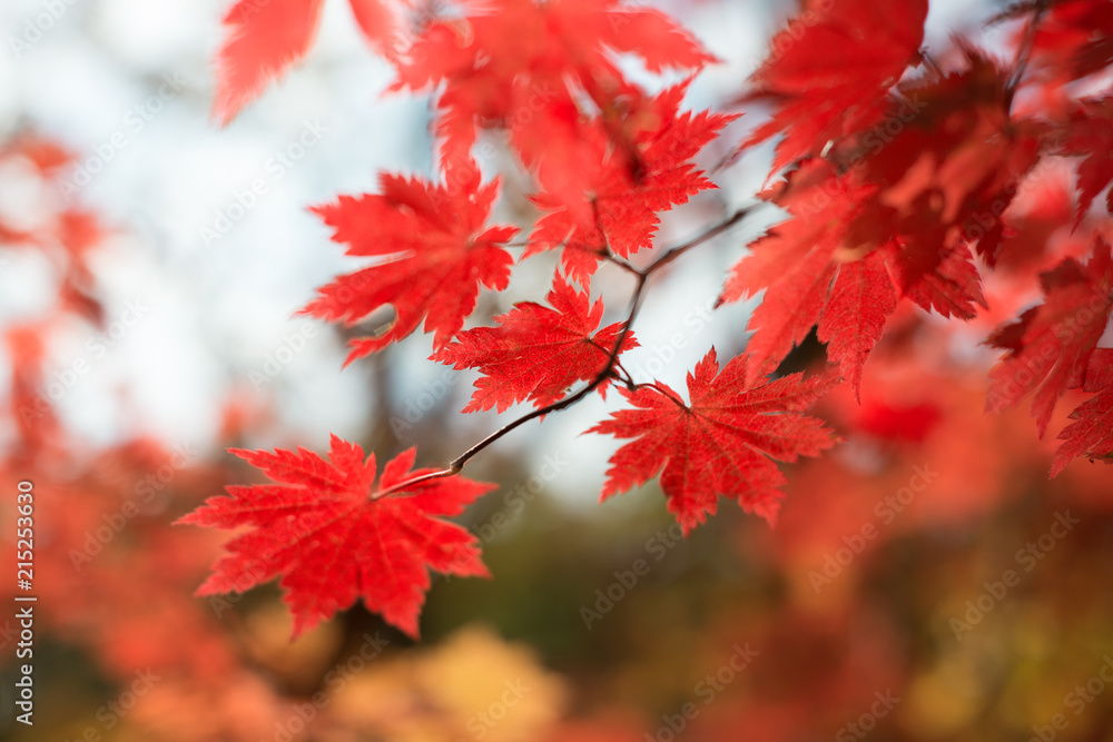 Red maple leaves at autumn forest, blurred background. Season changing. A tree branch of maple, fall. Red maple leaves at autumn forest, blurred background. Season changing. A tree branch of maple, fall.