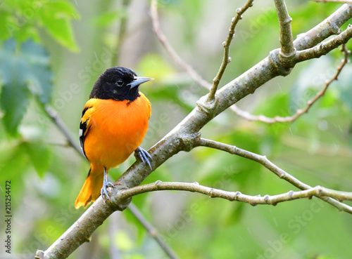 Φωτογραφία Baltimore Oriole (Icterus galbula)